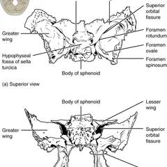 Orofaringe: anatomía, fisiología y patología clínica | Wikcionario